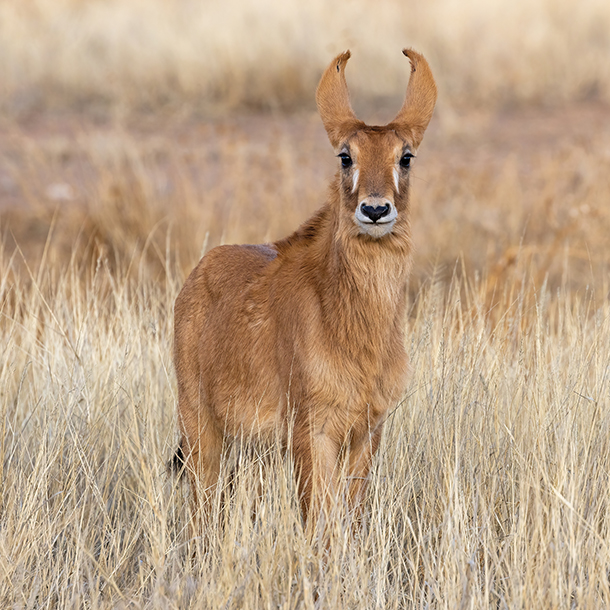 A baby roan antelope in Tswalu, South Africa
